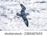 Small photo of A fulmar flying from the cliffs of one of the Vestmannaeyja islands - Iceland
