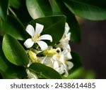 Small photo of The Fresh Bouquet of Orange Jessamine Flowers Blooming in The Garden