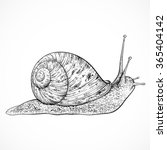 Snail. Vintage Hand Drawn...