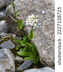 Small photo of Arabidopsis arenosa sand rock-cress flowers growing on glacier forelands of Rabots glacier in Tarfala valley in alpine part of Sweden