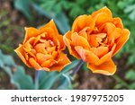 Flower garden, a bunch of oranges tulips sitting on top of a flower