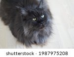Closed up of domestic adorable black grey Maine Coon kitten, young peaceful cat in white floor
