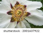 Blooming pink tree peony in a botanical garden. Close-up. High quality photo