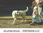 Labrador retriever white dog on ...