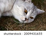 adult gray Scottish breed cat lies on a grass, the animal is resting. High quality photo