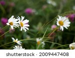 Chamomile pharmacy (otherwise Matricaria chamomilla, chamomile stripped, Camila, blink, blush, maiden flower, romaniei) in the meadow. Macro photography, narrow focus. High quality photo