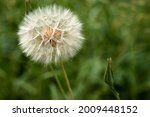 Closed Bud of a dandelion. Dandelion white flowers in green grass. High quality photo