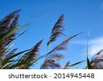 Pampas grass with blue sky and clouds at sunny day. Landscape with dried reeds and grass. Natural background, outdoor, golden colors.