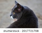 Portrait shot of a stray grey cat, with squinting eyes. The cat is sitting on grass. High quality photo