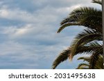 Palm trees against blue sky, Palm trees at tropical coast, coconut tree, summer tree. background with copy space. High quality photo