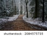 Winter has come. First snow frost. Morning walk, snow, ice, forest. Selective focus. High quality photo