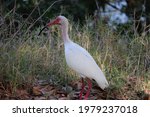 White Ibis Standing In Grass