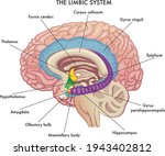 medical illustration shows the... | Shutterstock .eps vector #1943402812