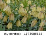 Small photo of Fritillaria pallidiflora at the end of flowering after rain with raindrops on yellow flowers with a light brownish tinge
