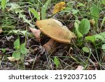 Small photo of Mushroom Suillellus luridus (Lurid bolete) with an olive-brown cap in natural habitat, close-up