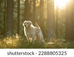 A beautiful dog golden retriever during shooting in forest