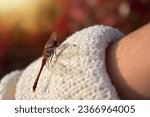 red dragonfly sits on the hand, close-up photo, autumn mood, the last warm days