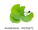 Ginkgo Leaf Isolated
