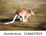 Red Kangaroo Sitting On A...