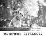 Adorable Yorkshire Terrier In A ...