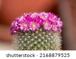 Mammillaria Cactus With Pink...