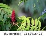 Red Berries And Green Leaves Of ...