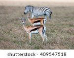 Antelopes And Zebra On A...