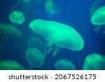 Closeup of Sea Moon jellyfish translucent blue light color and dark background Italy. Aurelia aurita swimming underwater shots glowing jellyfish moving in deep water pattern. copy space 2022.
