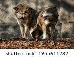 Two Wolves  Canis Lupus  Near...