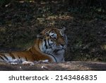 Small photo of In the wild, the tiger spends a lot of time hunting, because on average only every tenth attack is successful. The big cat sneaks up and tries to overpower the victim by jumping from behind.
