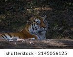 Small photo of In the wild, the tiger spends a lot of time hunting, because on average only every tenth attack is successful. The big cat sneaks up and tries to overpower the victim by jumping from behind.