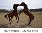 Small photo of Jumping Horses, horses run amok and play
