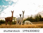 Young Alpacas On A Field During ...