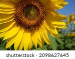 Small photo of Blooming sunflowers seduce little bee