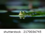 The edible frog is a species of common European frog, also known as the common water frog or green frog. It is used for food, particularly in France for the delicacy frogy legs.