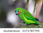 The Double Eyed Fig Parrot ...