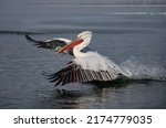 Great white pelican  pelecanus...