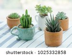 Various Types Of Mini Cactus...