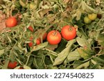 Small photo of Ripe red ready to harvest bunch tomatoes and unripe small green tomatoes in tomato field. Organic solanum lycopersicum, moneymaker with mixed green branch leaf background.