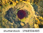 Small photo of Red beadle anemone in sea