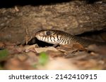 Close Up Of A Rat Snake  Ptyas...