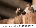 House Sparrow Bird Eating His...