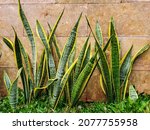 Sansevieria trifasciata (Dracaena trifasciata) is also known as sansevieria, snake plant, mother-in-law's tongue, mother-in-law's tongue which is effective as air neutralizer which is good for health