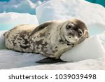 Crabeater Seal In Antarctica