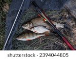 Small photo of Catching fish - freshwater common bream known as bronze or carp bream (Abramis brama), common perch or European perch (Perca Fluviatilis) and white bream or silver bream (Blicca Bjoerkna)with float ro