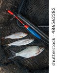 Small photo of Freshwater fish just taken from the water. Fishing rod with float and fishing net as background. Several ablet or bleak fish, roach and bream fish on fishing net.