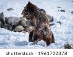 Small photo of two brown bears fight lru with a friend