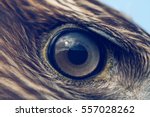 eagle eye close-up, macro photo, vintage style color tone