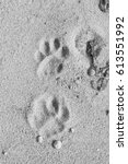 Footprint of the amur tiger ...