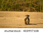 Baby Baboon In A River Bed In...